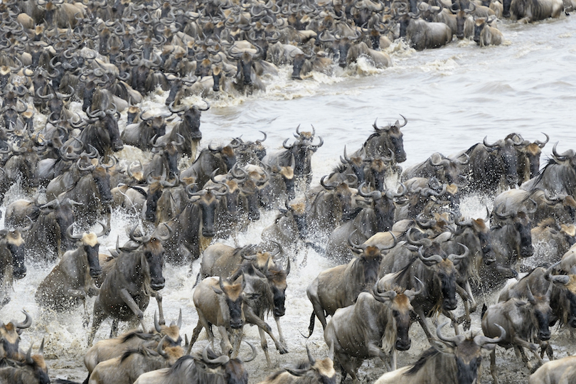 Wildebeest Herd