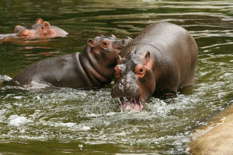 Young Hippos