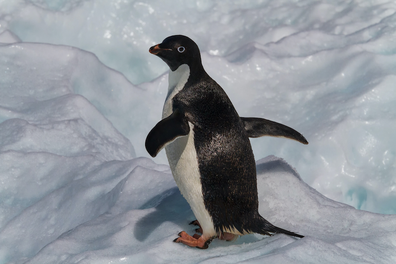 Adélie penguin