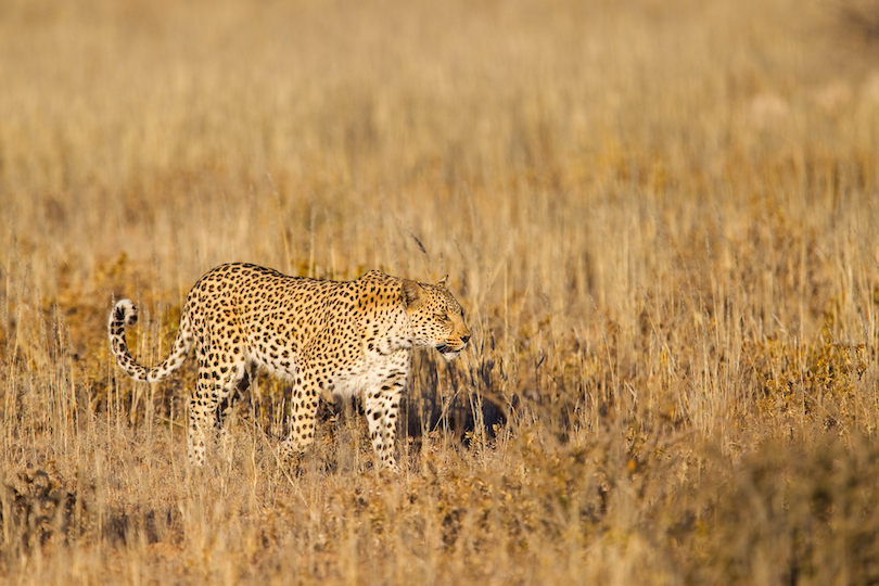 African leopard