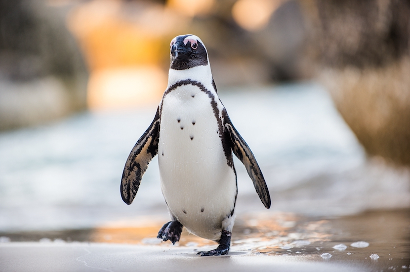 African penguin