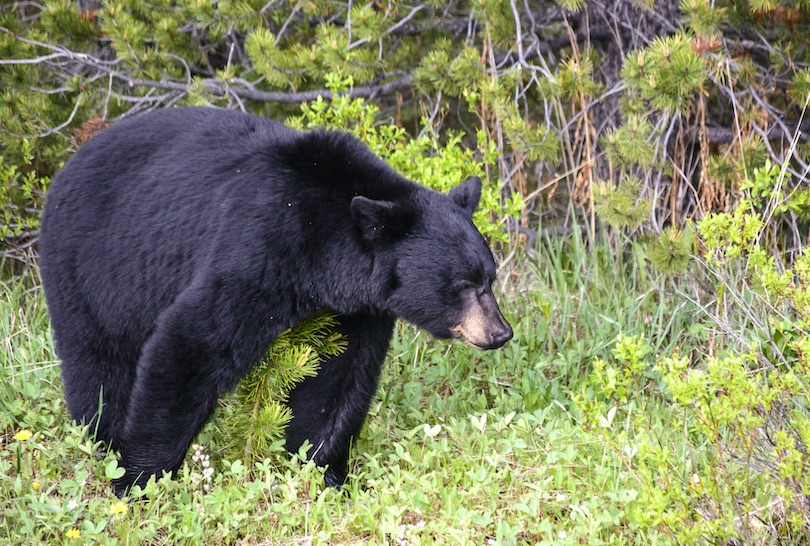 American Black Bear