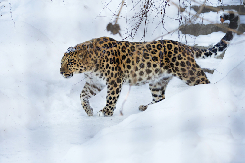 Amur leopard