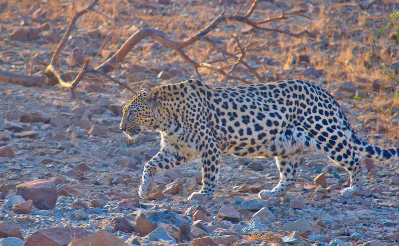 Arabian leopard