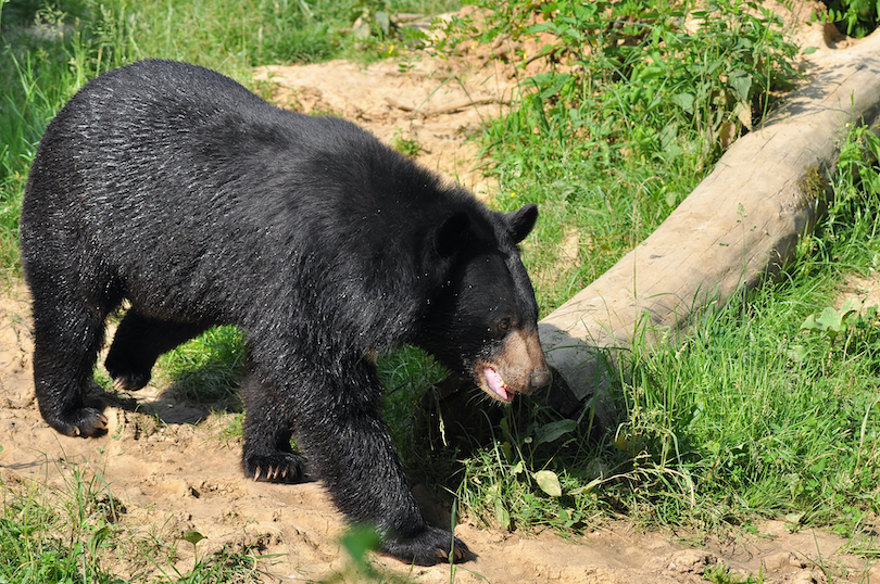 Asian Black Bear