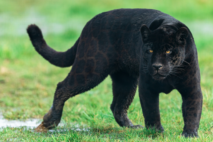 Black Jaguar