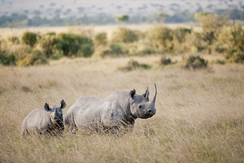 Spitzmaulnashorn