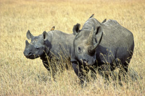 Types of Rhinos