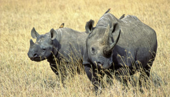 Types of Rhinos