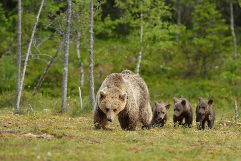 Brown Bear