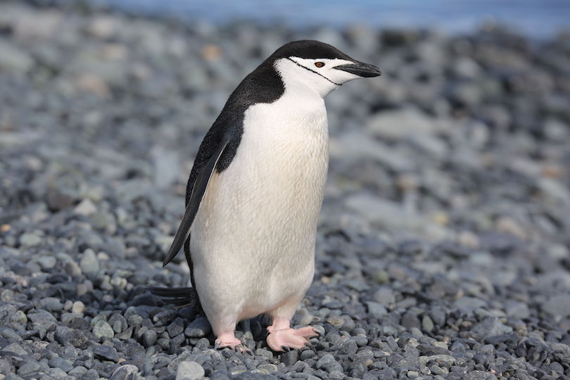 Chinstrap penguin