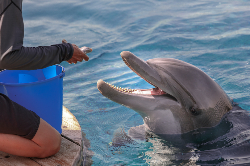 Dolphin Feeding