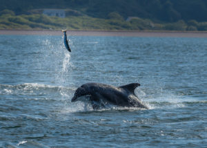 What Do Dolphins Eat?