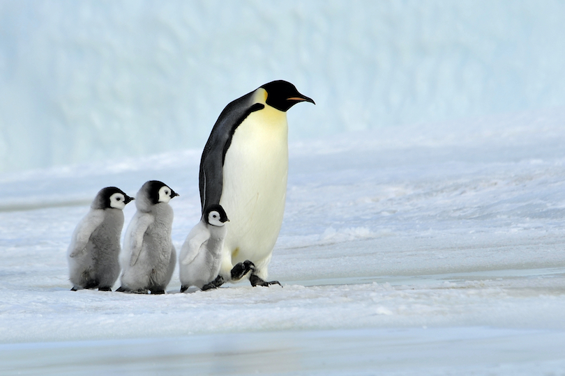 Emperor penguin