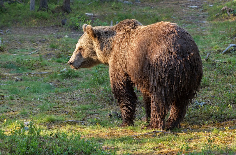 Eurasian Brown Bear