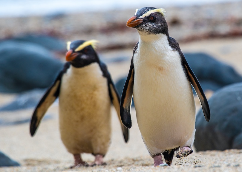 Fiordland penguin