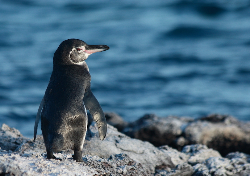 Galapagos penguin