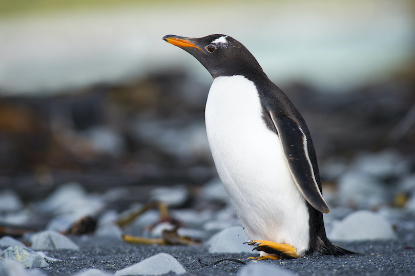 Gentoo penguin