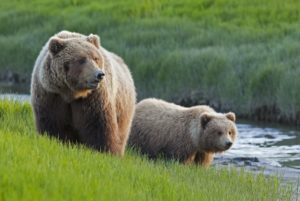 Different Types of Bears