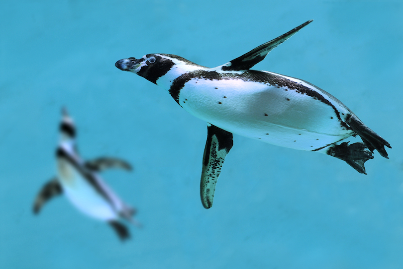 Humboldt penguin