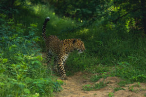 All 8 Different Types of Leopards Around the World (with Photos ...