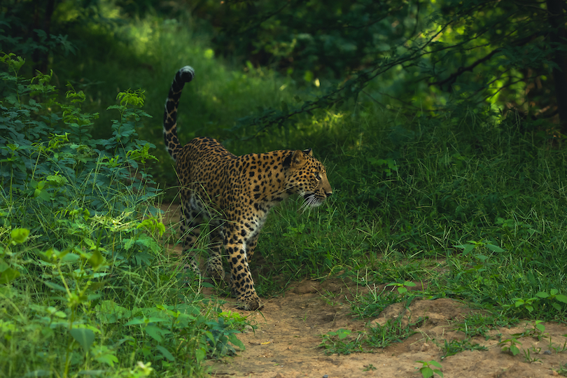 Indian leopard