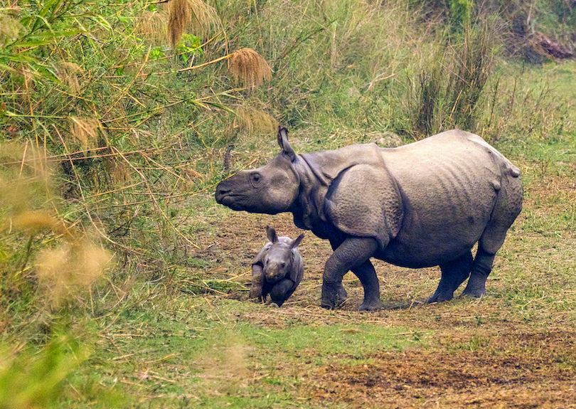 Indian rhinoceros