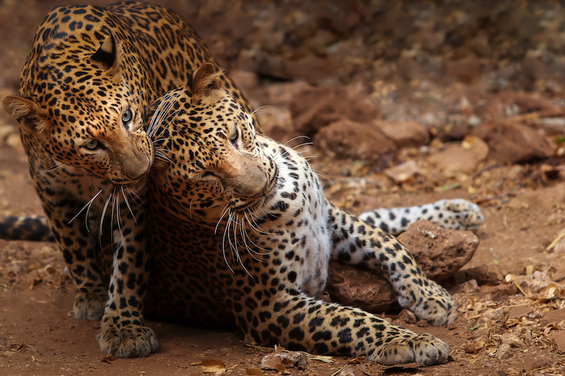 Indochinese leopard