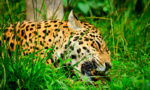 What Do Jaguars Eat?