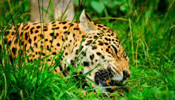 What Do Jaguars Eat?