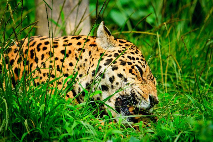 Jaguar Eating Its Prey