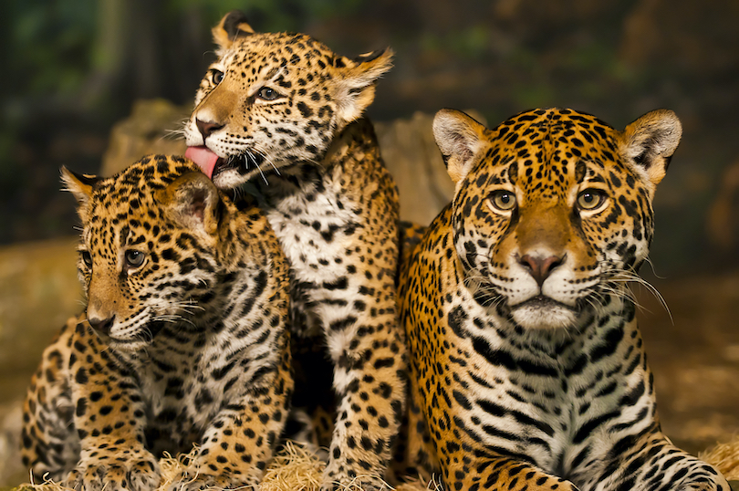 What Do Jaguars Eat? Discover the Jaguar Diet (with Photos) - WildlifeTrip