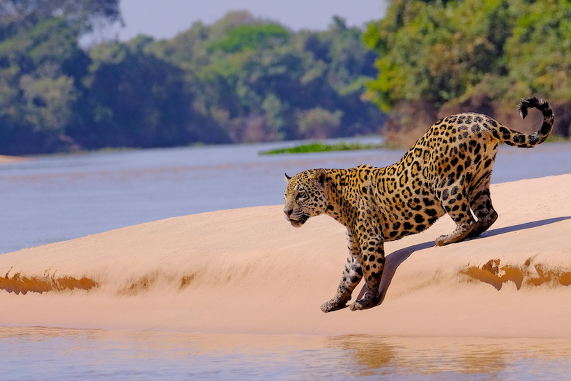 Jaguar Pantanal