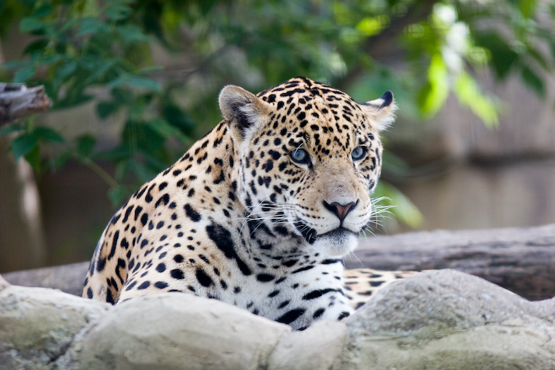Jaguar Zoo