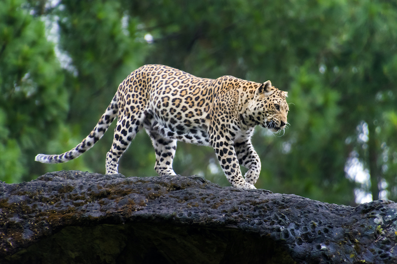 types of leopards list