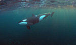What Do Killer Whales Eat?