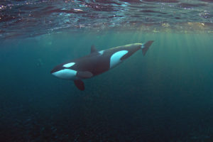 What Do Killer Whales Eat?