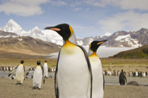 Largest Penguin Species in the World