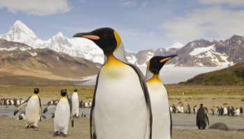 Largest Penguin Species in the World