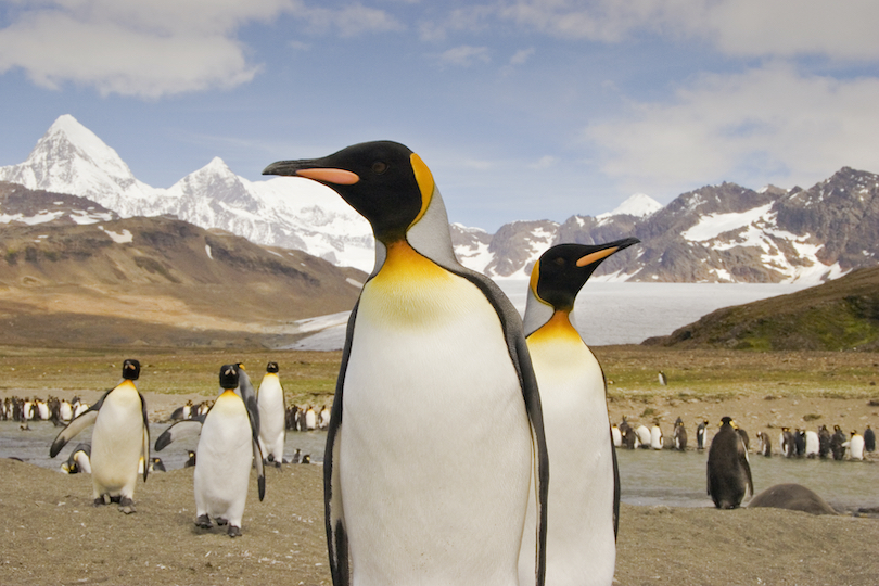 King penguin