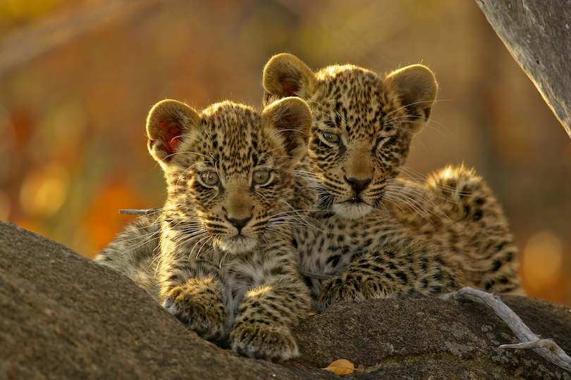 Leopard Cubs