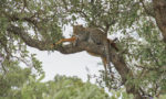 What Do Leopards Eat?