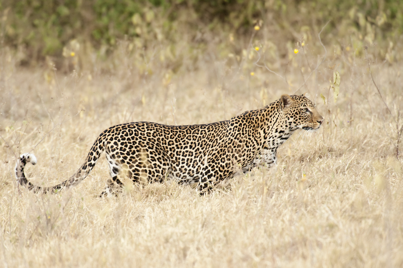 Leopard Stalking