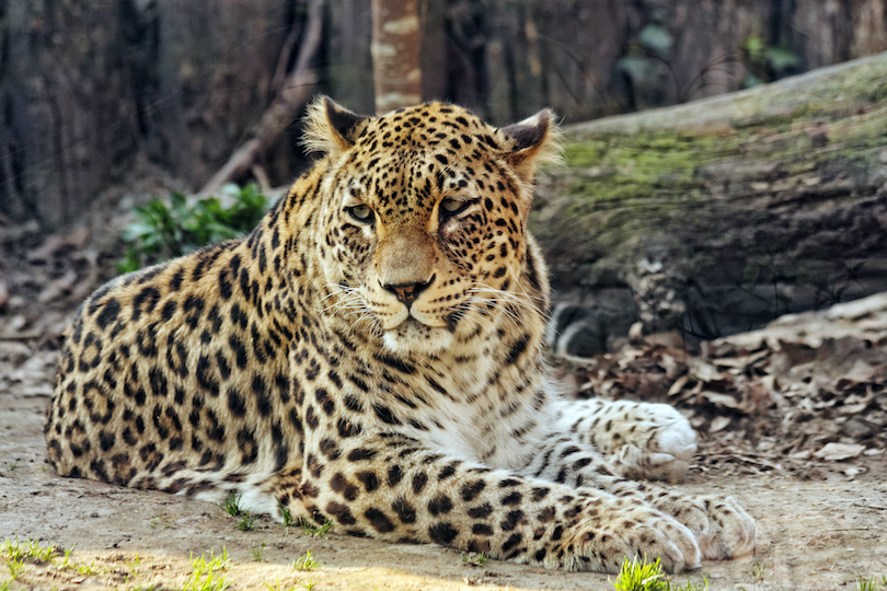 Leopard Zoo