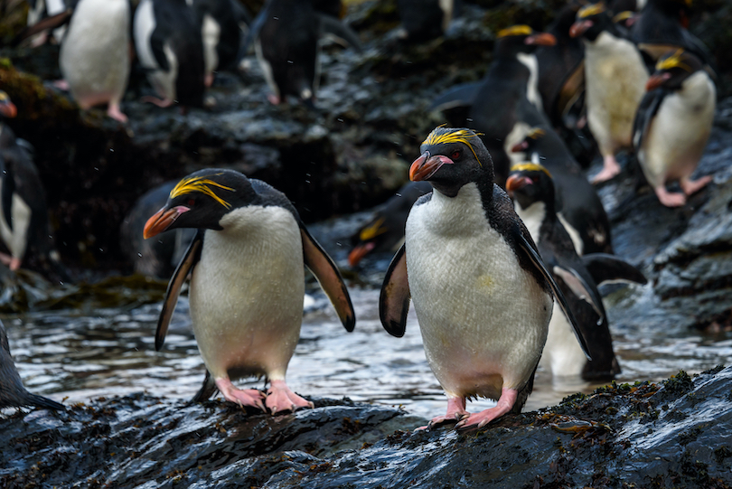 Macaroni penguin