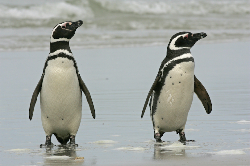 Magellanic penguin