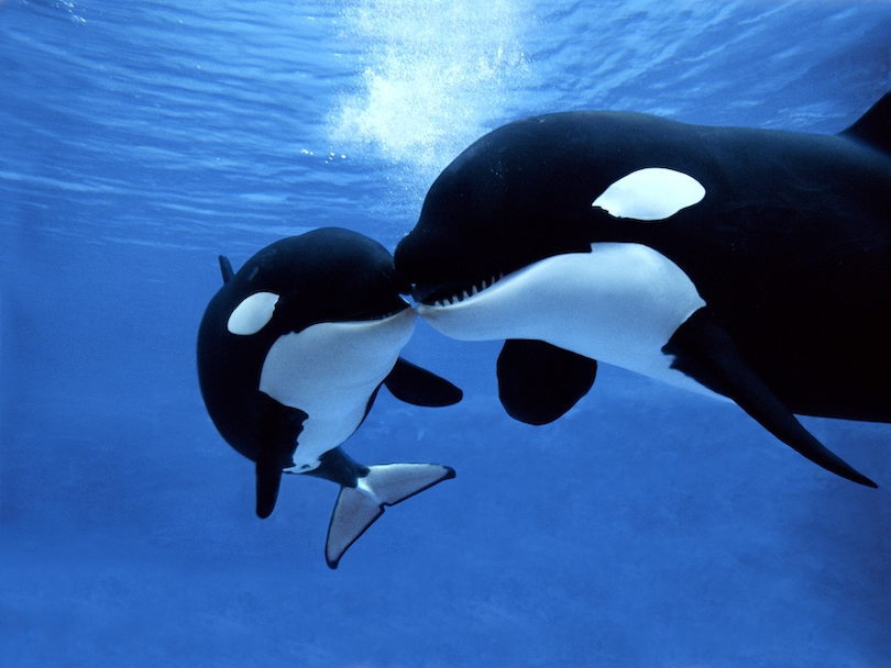 Orca Calf