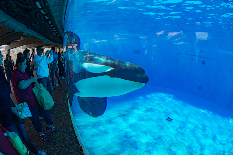  Parc aquatique Orca 