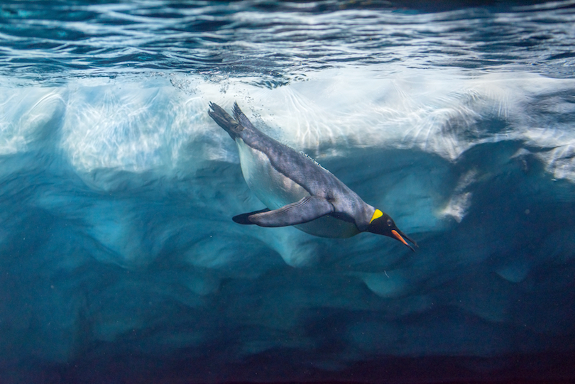 Penguin Diving
