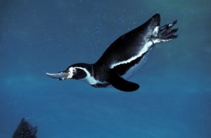 What Do Penguins Eat?